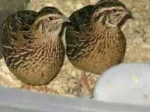 Hussain Batair/quail farm 