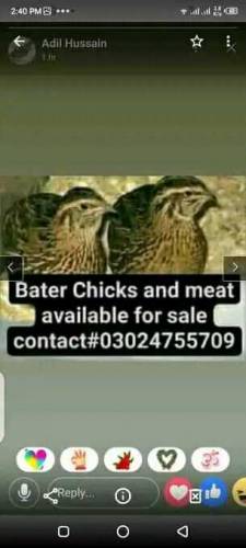 Hussain Batair/quail farm 