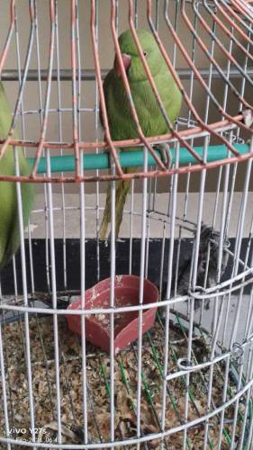  Pair of green parrot is available for sale with a cage