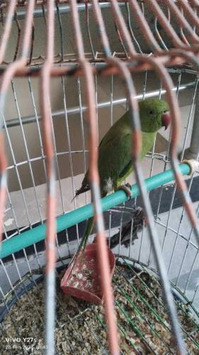  Pair of green parrot is available for sale with a cage