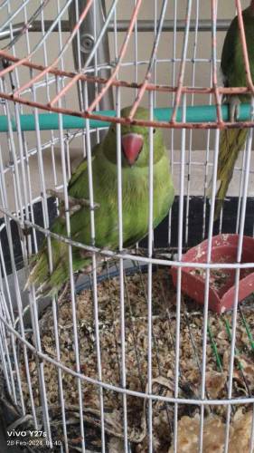  Pair of green parrot is available for sale with a cage