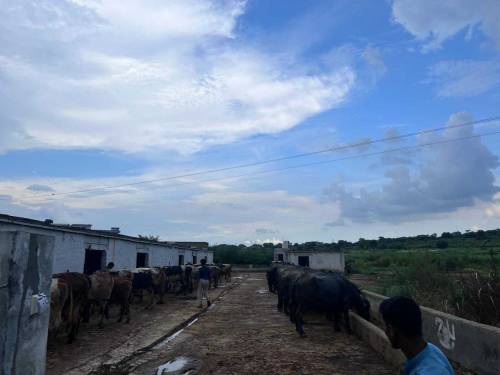 ASLAM O ALIKOM YA FARM HOUSE FOR RENT KY LIYA HY AP YAHA KOI B JANVER 