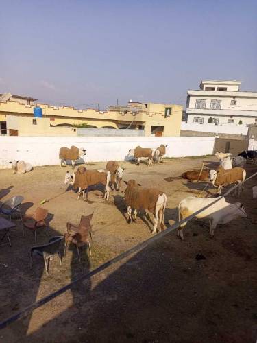 ASLAM O ALIKOM YA FARM HOUSE FOR RENT KY LIYA HY AP YAHA KOI B JANVER 