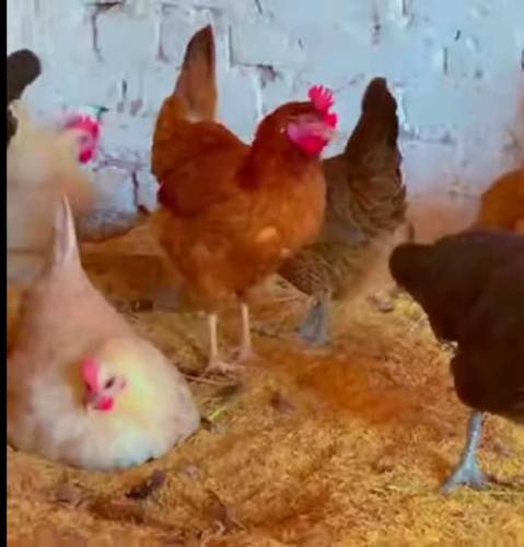 Golden Misri Murga for sale whatapp 03131935103