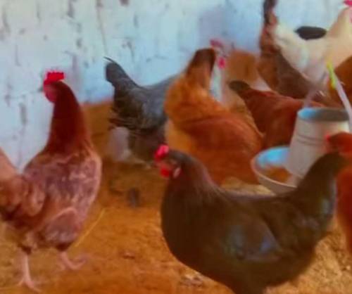 Golden Misri Murga for sale whatapp 03131935103