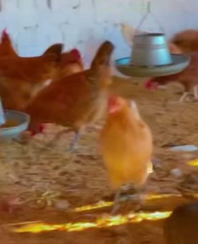 Golden Misri Murga for sale whatapp 03131935103