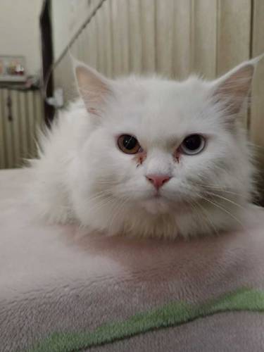parsion cat