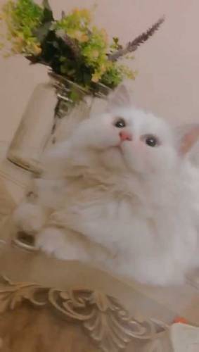 parsion cat