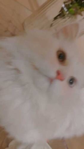 parsion cat