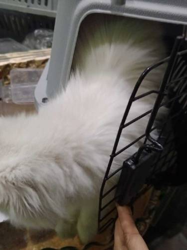 parsion cat