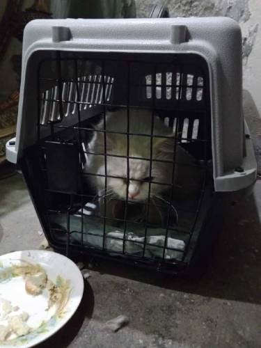 parsion cat