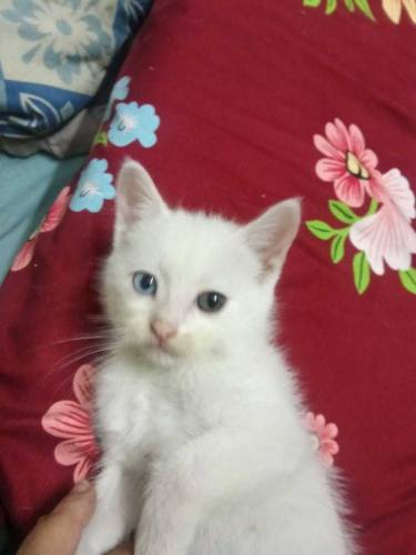 adorable pareshisn kitten