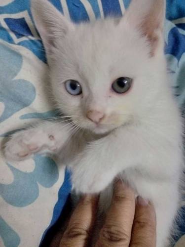adorable pareshisn kitten