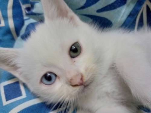 adorable pareshisn kitten
