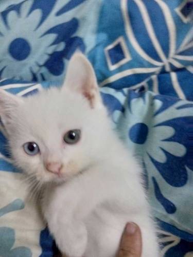adorable pareshisn kitten
