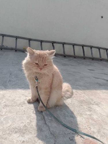 semi punch face Persian mail liter train cat