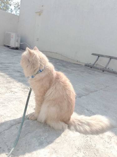 semi punch face Persian mail liter train cat