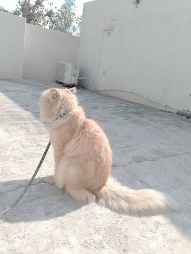 semi punch face Persian mail liter train cat