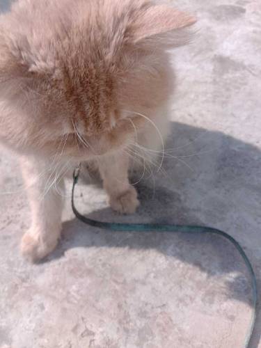 semi punch face Persian mail liter train cat
