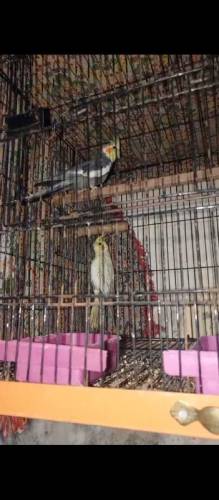 Cocktail parrot pair/Breeder pair