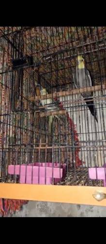 Cocktail parrot pair/Breeder pair