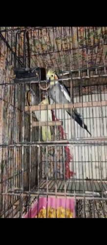 Cocktail parrot pair/Breeder pair