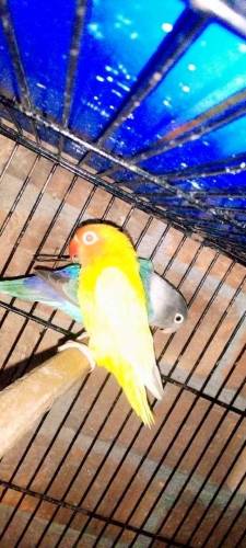 1 lotino personata red eyes breeder female 1 blue fishri siplit ino 
