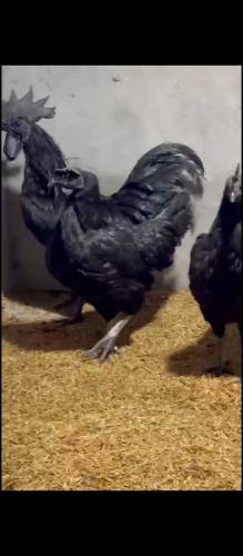 ayam cemani grey tounge chick available for sale in Lahore 