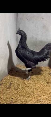 ayam cemani grey tounge chick available for sale in Lahore 