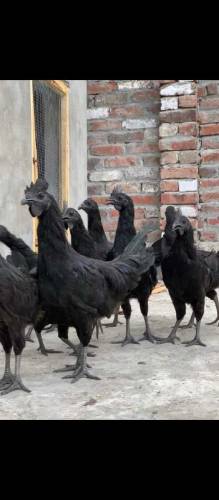 ayam cemani grey tounge chick available for sale in Lahore 