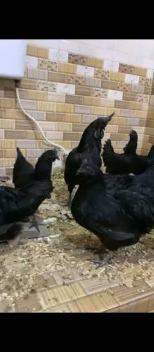 ayam cemani grey tounge chick available for sale in Lahore 