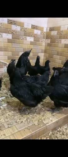 ayam cemani grey tounge chick available for sale in Lahore 