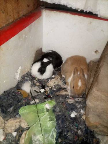 Rabbit baby