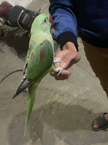 Raw parrot sale 