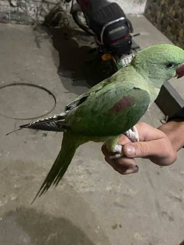 Raw parrot sale 