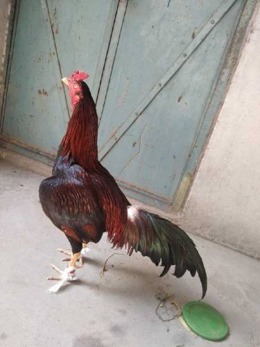 Ghr Ka Patha hy Zero Size Garam Khoon main Without Issue