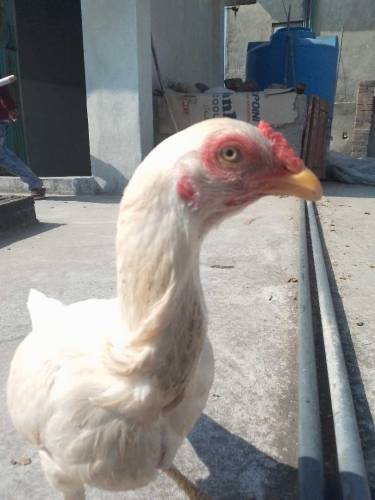 Aseel noori breed eggs laying first time original breed 