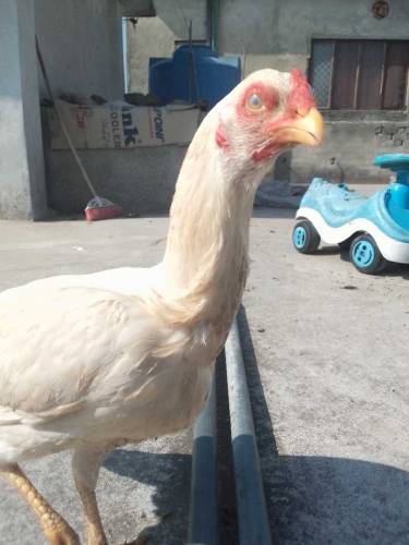 Aseel noori breed eggs laying first time original breed 