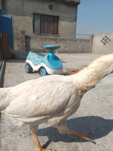 Aseel noori breed eggs laying first time original breed 