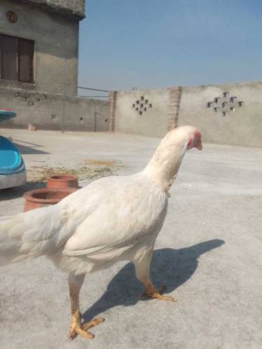 Aseel noori breed eggs laying first time original breed 