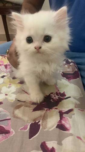 Persian doll face cat, kittens and peke female cat for sale