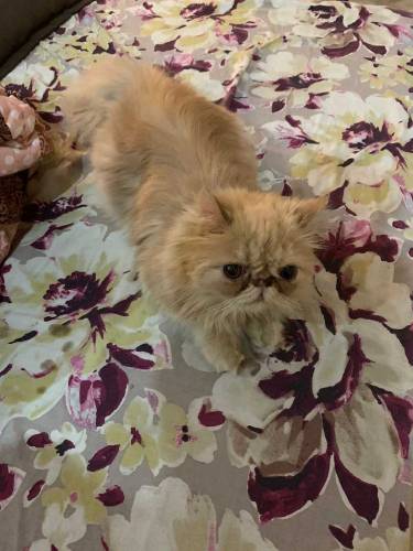 Persian doll face cat, kittens and peke female cat for sale