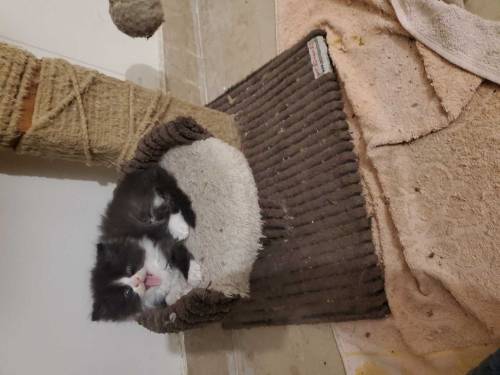 Persian doll face cat, kittens and peke female cat for sale