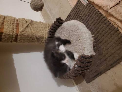 Persian doll face cat, kittens and peke female cat for sale
