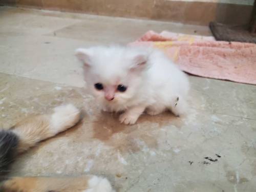 Persian doll face cat, kittens and peke female cat for sale