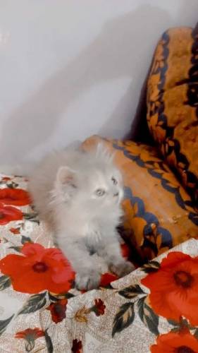 Persian kittens for sale 