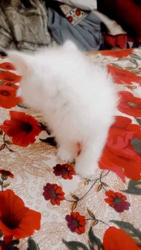 Persian kittens for sale 
