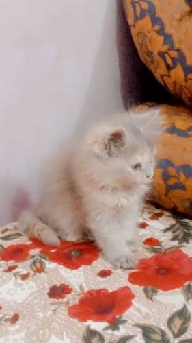 Persian kittens for sale 