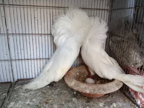 pigeon fancy healty and vaccinated mag pie,frill naqab posh