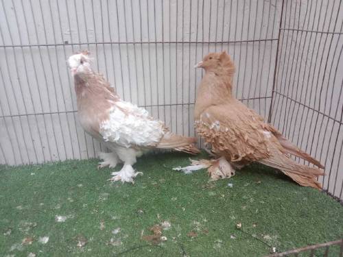 pigeon fancy healty and vaccinated mag pie,frill naqab posh